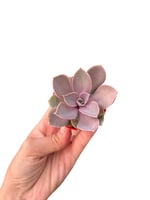Echeveria Perla