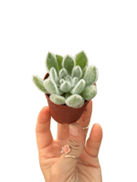 Echeveria Setusa Tüylü Sukulent