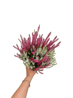 Erica Çiçeği Çift Renkli Calluna Vulgaris