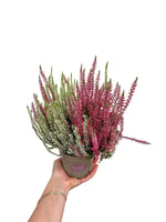 Erica Çiçeği Çift Renkli Calluna Vulgaris