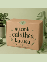 Gizemli Calathea Kutusu