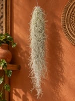 Hava Bitkisi - İspanyol Yosunu 60 CM (Tillandsia Usneoides)