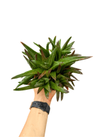 Haworthia