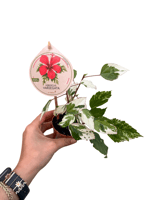 Hibiscus Variegata – Alacalı Japon Gülü