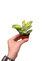 Hoya Australis Lisa Mum Çiçeği Fide