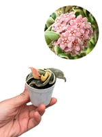 Hoya Compacta Variegata Mum Çiçeği
