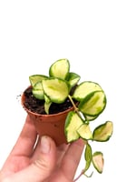 Hoya Heuschkeliana Variegata Mum Çiçeği