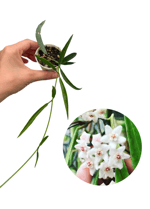 Hoya Longifolia Mum Çiçeği