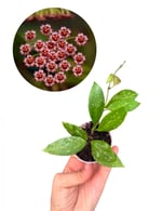 Hoya Memoria Gracilis - Mum Çiçeği
