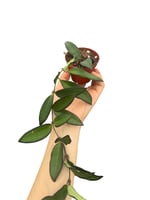 Hoya Rosita Mum Çiçeği