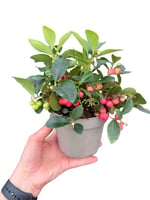 Keklik Üzümü Gaultheria Procumbens