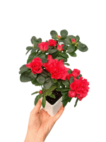 Kırmızı Çiçekli Açelya Bitkisi Azalea