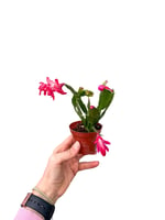 Kırmızı Çiçekli Yılbaşı Çiçeği Kaktüsü (Schlumbergera)