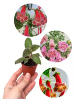 Kohleria Japon Küpelisi