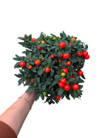 Kudüs Kirazı – Solanum Pseudocapsicum