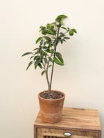 Limon Ağacı Fidanı