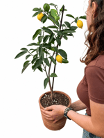 Limon Ağacı Fidanı