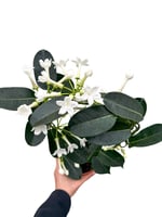 Madagaskar Yasemini Sarmaşığı