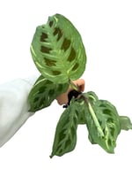 Maranta Leuconeura Kerchoveana 'Variegata' (Dua Çiçeği)