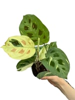 Maranta Leuconeura Kerchoveana 'Variegata' (Dua Çiçeği)