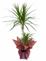 Marginata Çiçeği İkili (Dracena Marginata) 100 CM