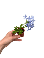 Mavi Yasemin Çiçeği (Plumbago Auriculata)