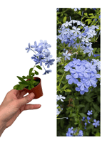 Mavi Yasemin Çiçeği (Plumbago Auriculata)