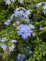 Mavi Yasemin Çiçeği (Plumbago Auriculata)