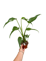Monstera 'Burle Marx Flame'