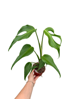 Monstera 'Burle Marx Flame'