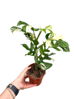 Monstera Minima Albo Variegata (Deve Tabanı)