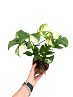Monstera Minima Albo Variegata (Deve Tabanı)