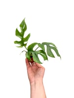 Monstera Minima Sarmaşığı Mini