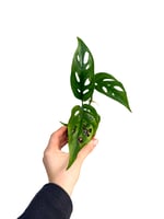 Monstera Monkey Mask Adansonii - Sarmaşık Deve Tabanı