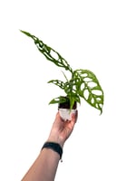 Monstera Obliqua Peru - Koleksiyonluk Tür