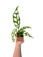 Monstera Obliqua Peru - Koleksiyonluk Tür