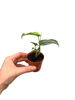 Monstera Siltepecana