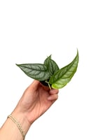 Monstera Siltepecana