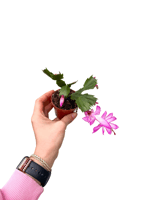 Mor Çiçekli Yılbaşı Çiçeği Kaktüsü (Schlumbergera)