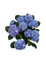 Mor Mavi Ortanca Çiçeği - Hydrangea