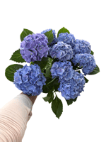 Mor Mavi Ortanca Çiçeği - Hydrangea