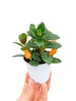 Nematanthus Japon Balığı Çiçeği