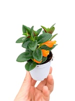 Nematanthus Japon Balığı Çiçeği