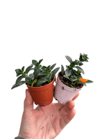 Nematanthus Japon Balığı Çiçeği