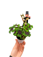Oxalis Tetraphylla Çift Renkli Süs Yoncası