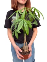 Para Ağacı Çiçeği Şans Bitkisi 40 CM (Pachira Aquatica)