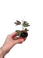 Passiflora Trifasciata Renkli Yapraklı Çarkıfelek Sarmaşığı