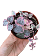 Pembe Alacalı Kalp Kalbe Karşı - Ceropegia Woodii Variegata