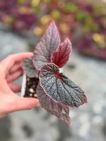 Pembe Benekli Begonya - Begonia U062