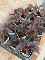 Pembe Benekli Begonya - Begonia U062